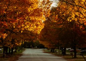 Maple Hill